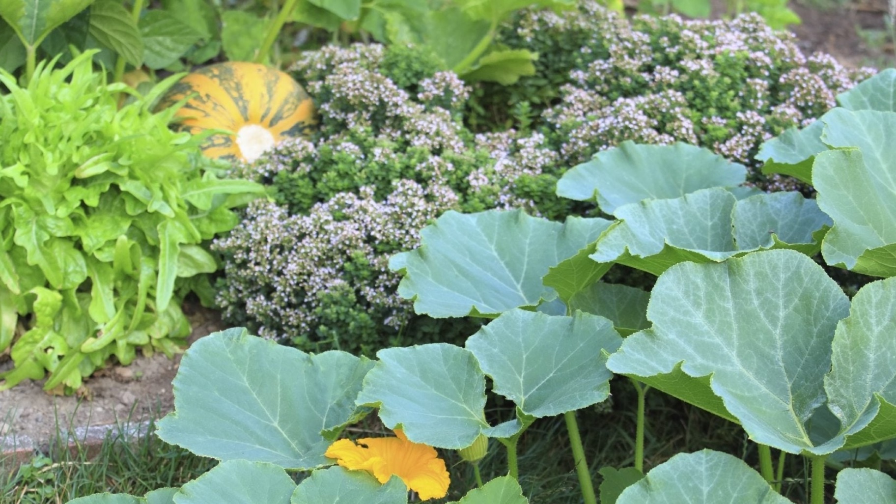 Best Pumpkin Companion Plants to Grow in Your Garden